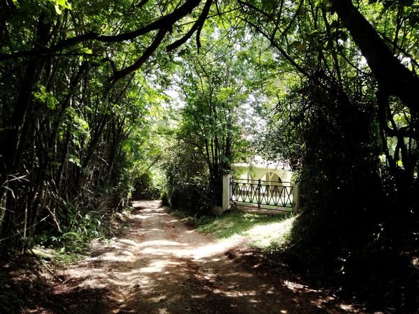 Camino de la finca entre encinas