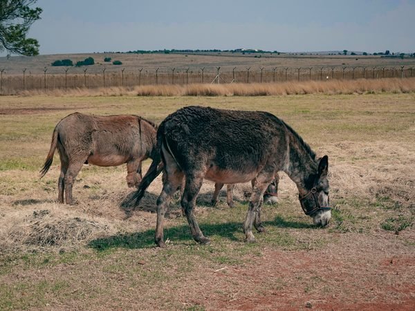 Burro de la granja