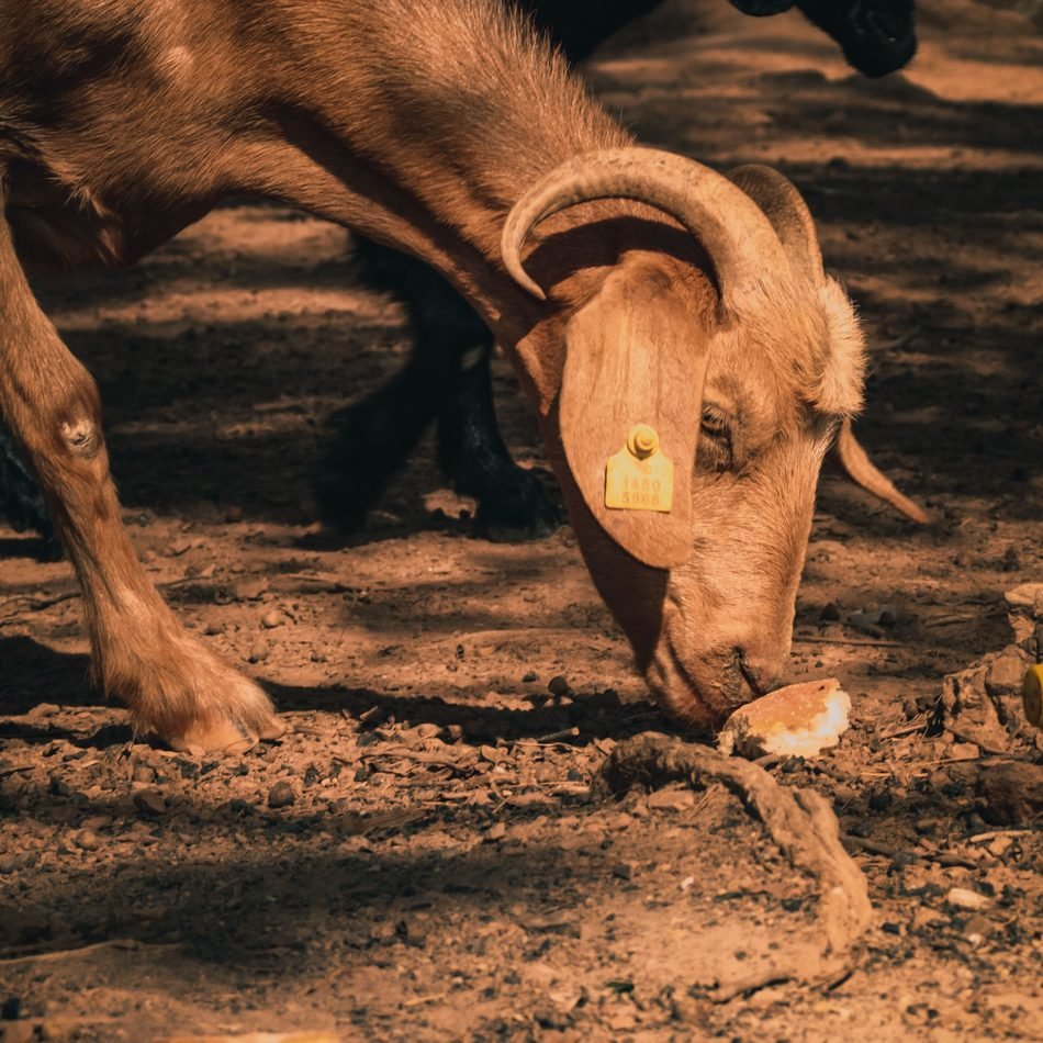 Animales de la granja escuela